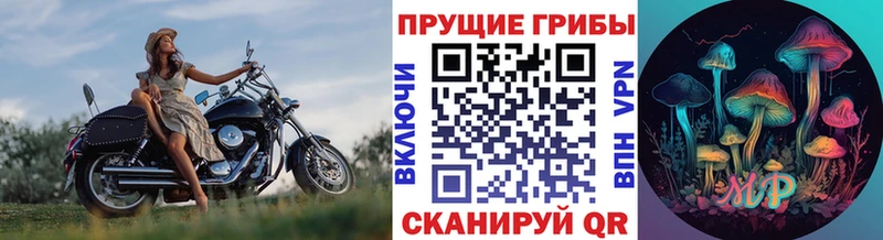 наркотики  Камышин  Псилоцибиновые грибы мицелий 