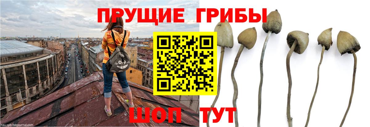 Камышин  Псилоцибиновые грибы прущие грибы  Вход с VPN 